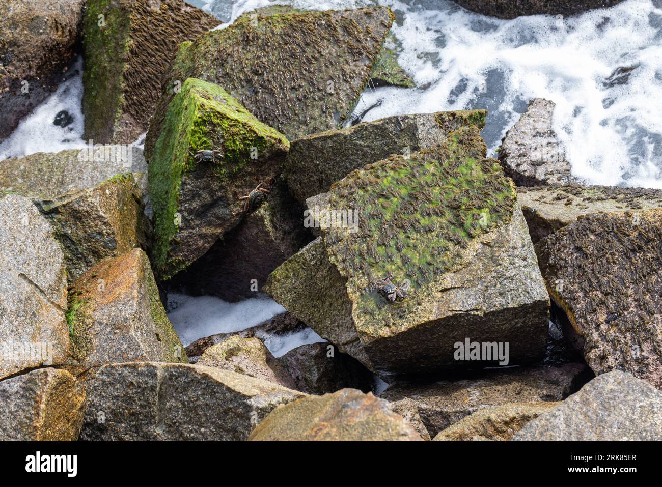 Crabs are on wet coastal rocks of Mahe island, Seychelles. Grapsus tenuicrustatus Stock Photo