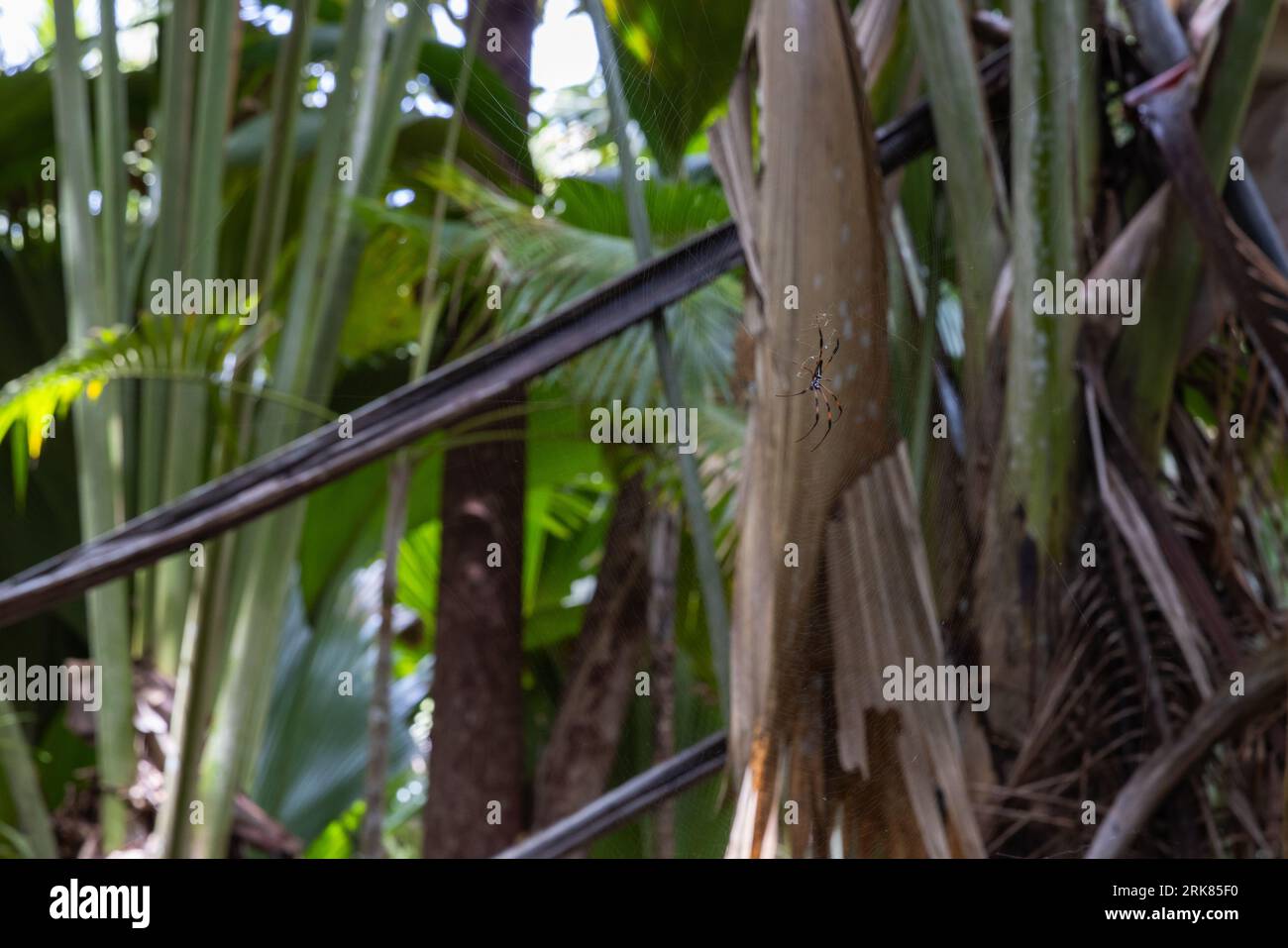 The red-legged golden orb-weaver spider is a cobweb in tropical forest. Nephila inaurata. It is a large spider from the family Nephilidae Stock Photo