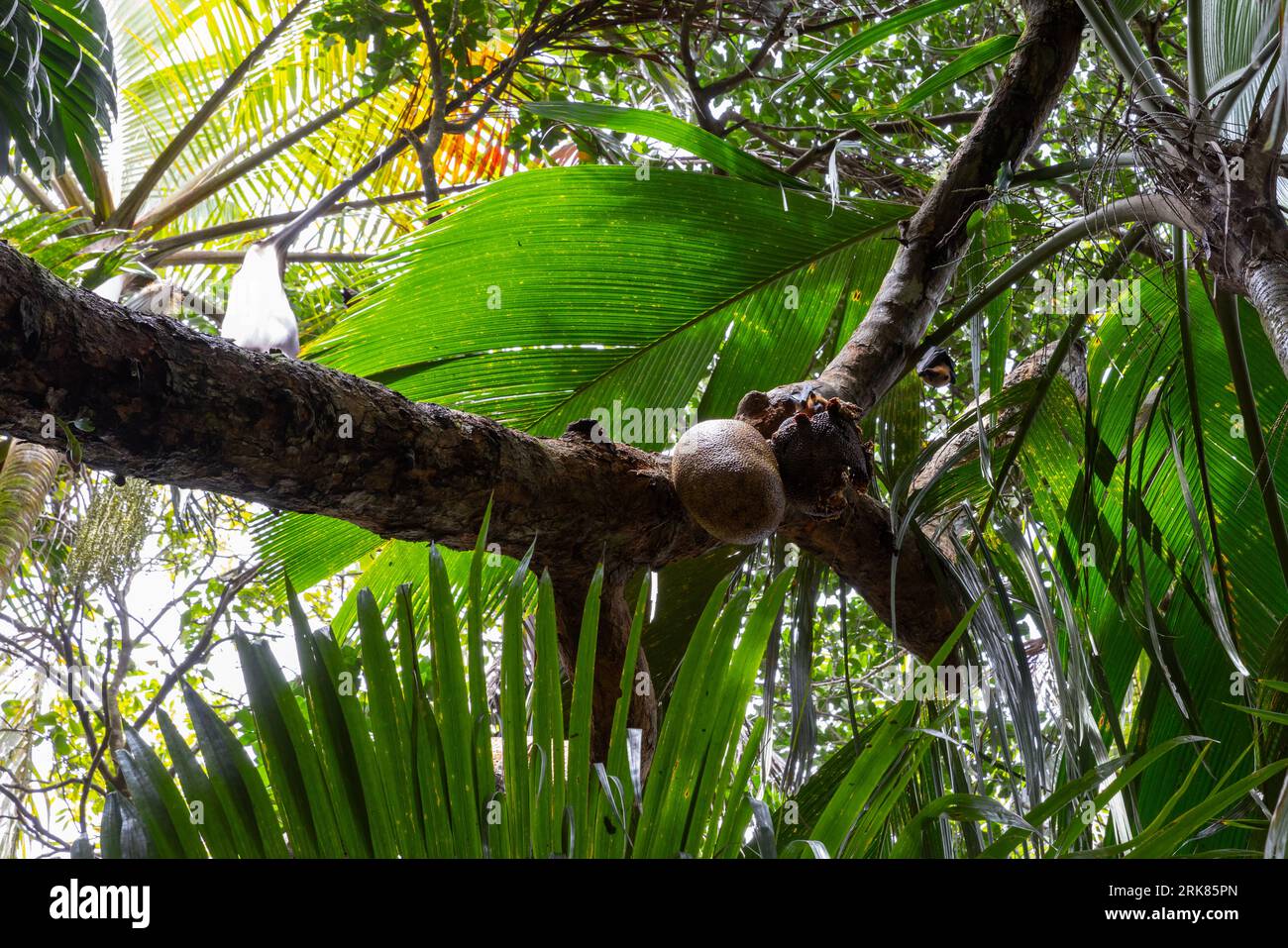 Flying foxes eating fruits of Breadfruit tree in wild. Pteropus is a