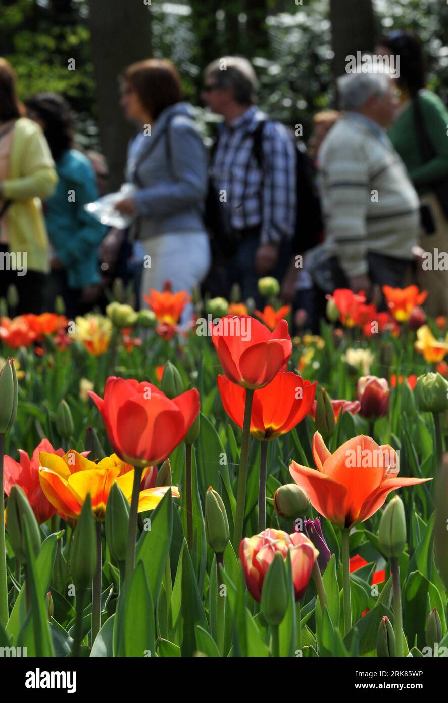 Keukenhof tulpengarten hires stock photography and images Alamy