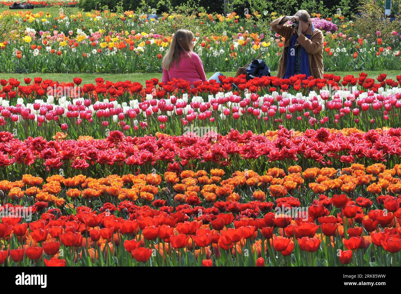 Keukenhof tulpengarten hires stock photography and images Alamy