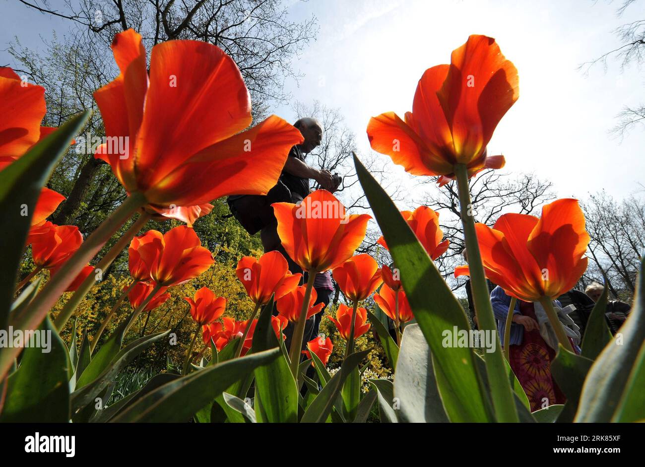 Keukenhof tulpengarten hires stock photography and images Alamy