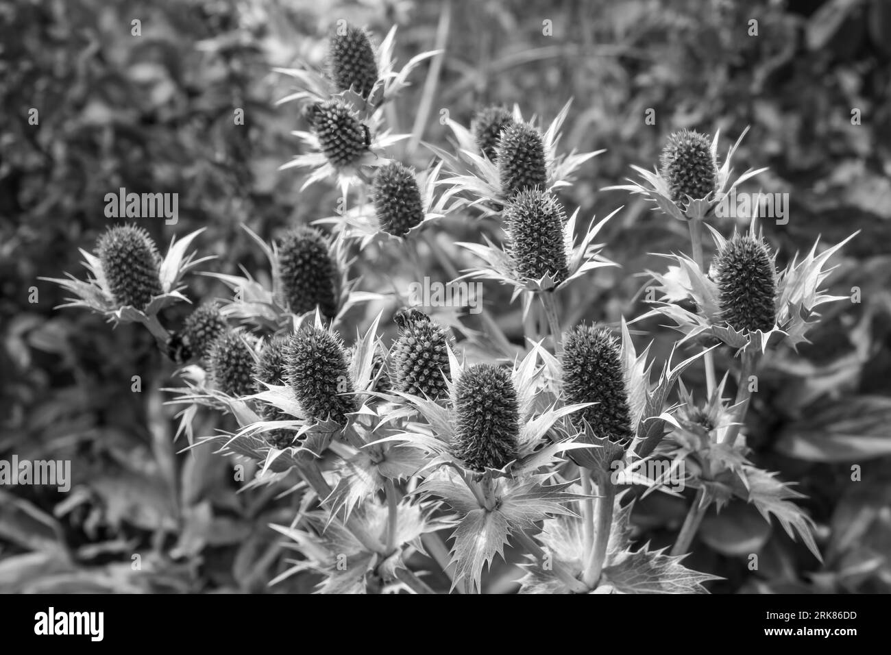 Eryngiums also known as sea holly with spiny leaves and a characteristic ruff around the flowerheads in black and white Stock Photo