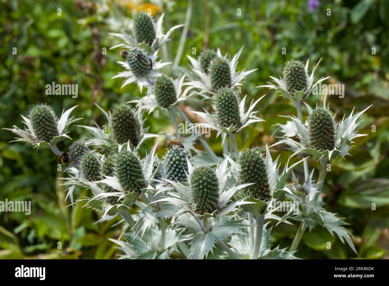 Eryngiums also known as sea holly with spiny leaves and a characteristic ruff around the flowerheads Stock Photo