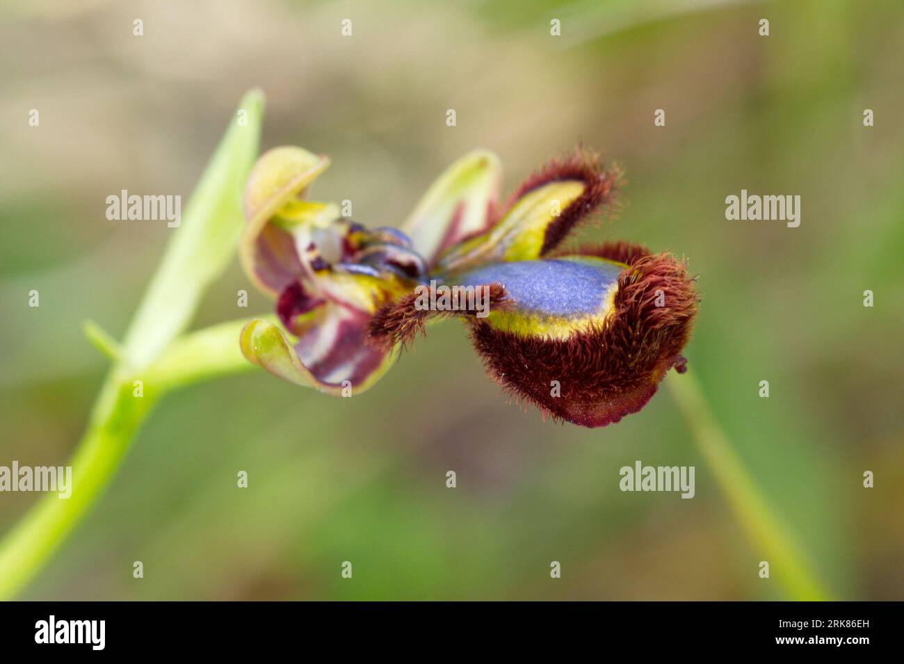 Mirror Orchid, Ophrys speculum.  Orquidea abeja espejo. Stock Photo