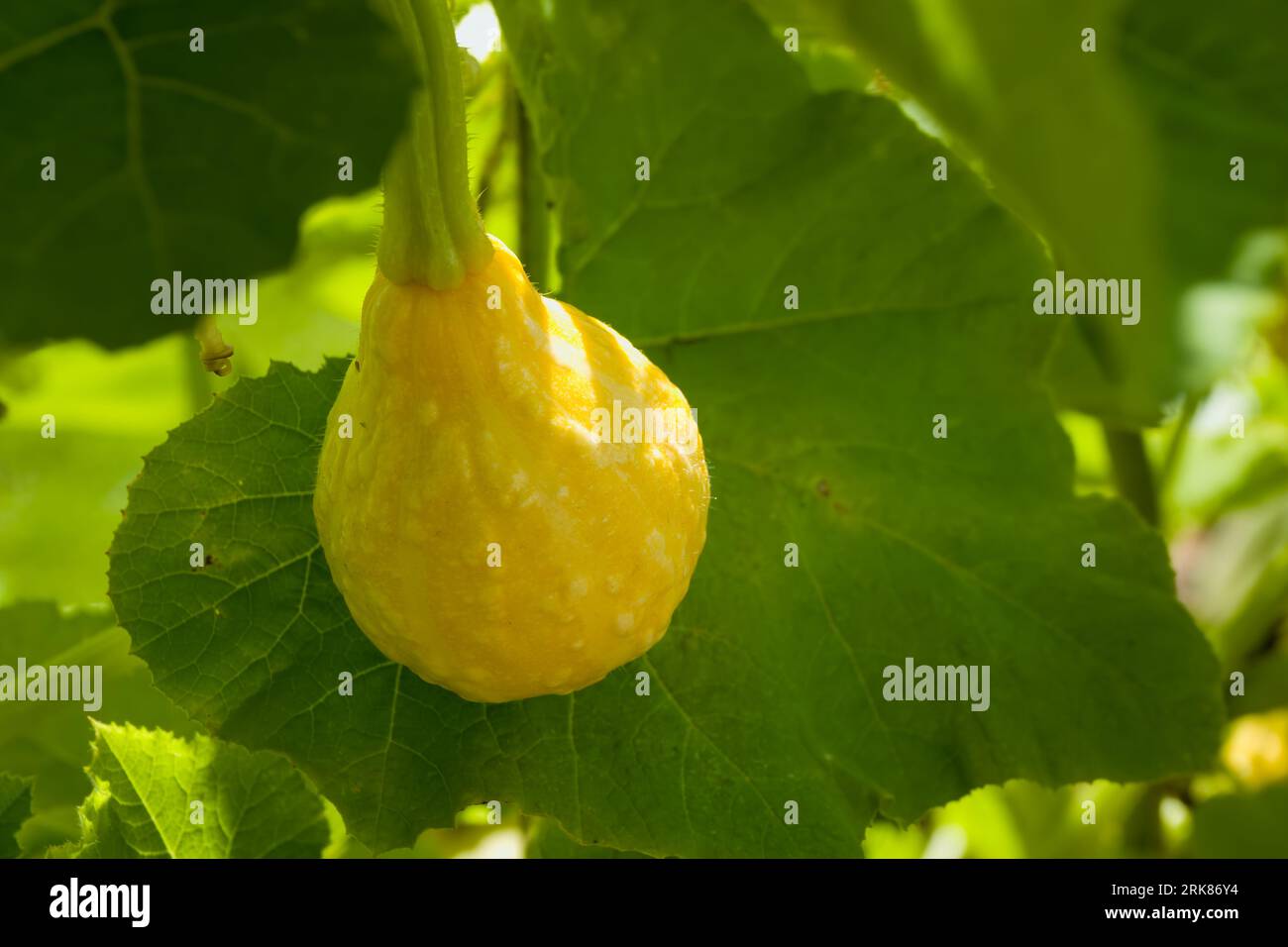 close up of bottle gourd growing on the vine Stock Photo