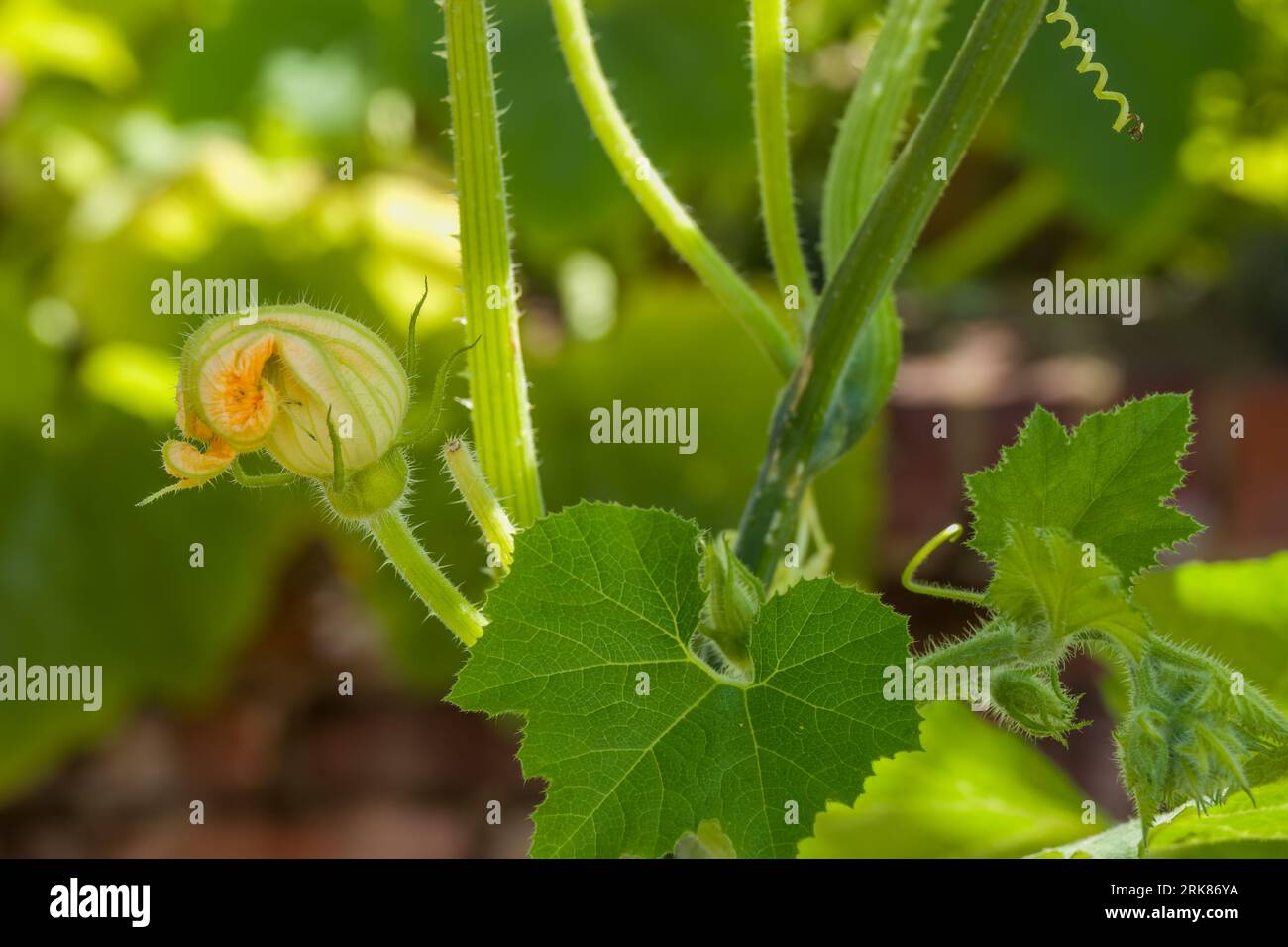 close up of a green bottle gourd flower in summer sunshine Stock Photo