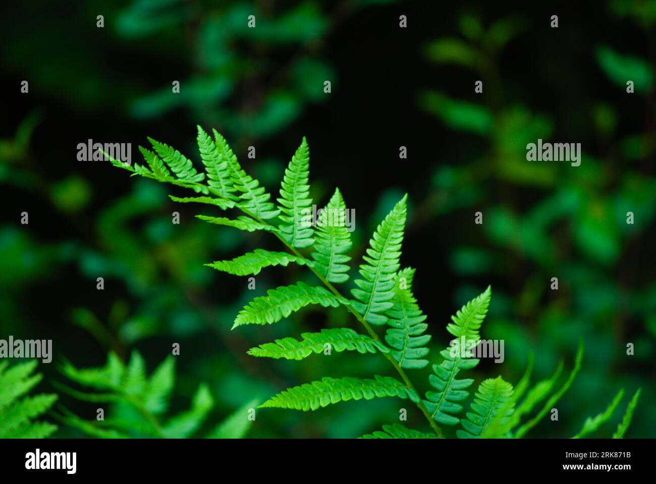Delicate fern plant hi-res stock photography and images - Alamy