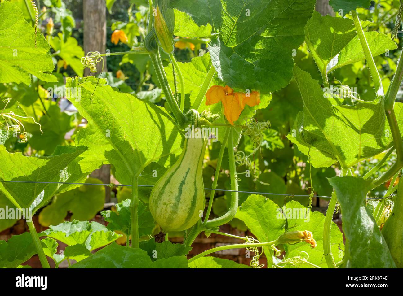 close up of bottle gourd growing on the vine Stock Photo