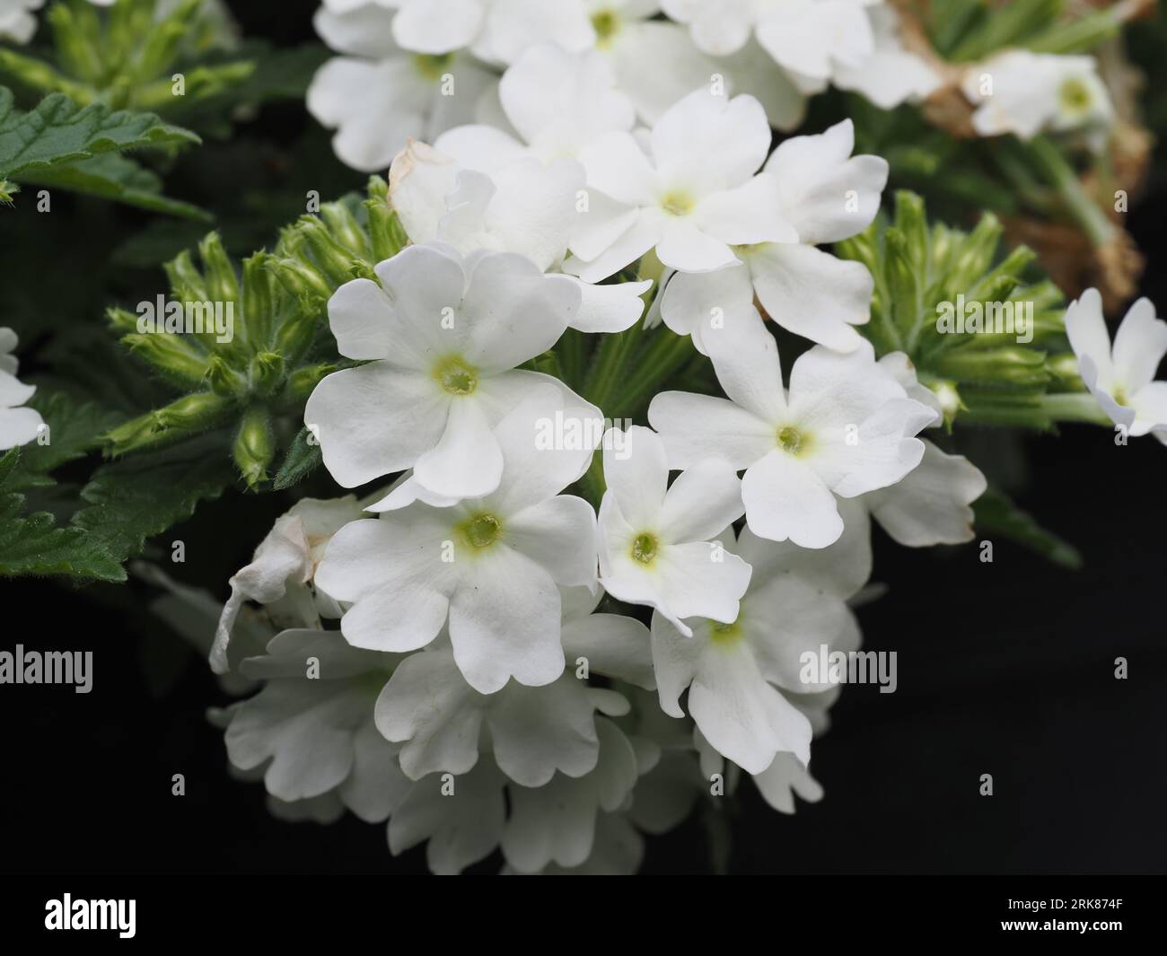 White Verbena Peruviana. Family: Verbenaceae. Order: Lamiales. Kingdom: Plantae. Stock Photo
