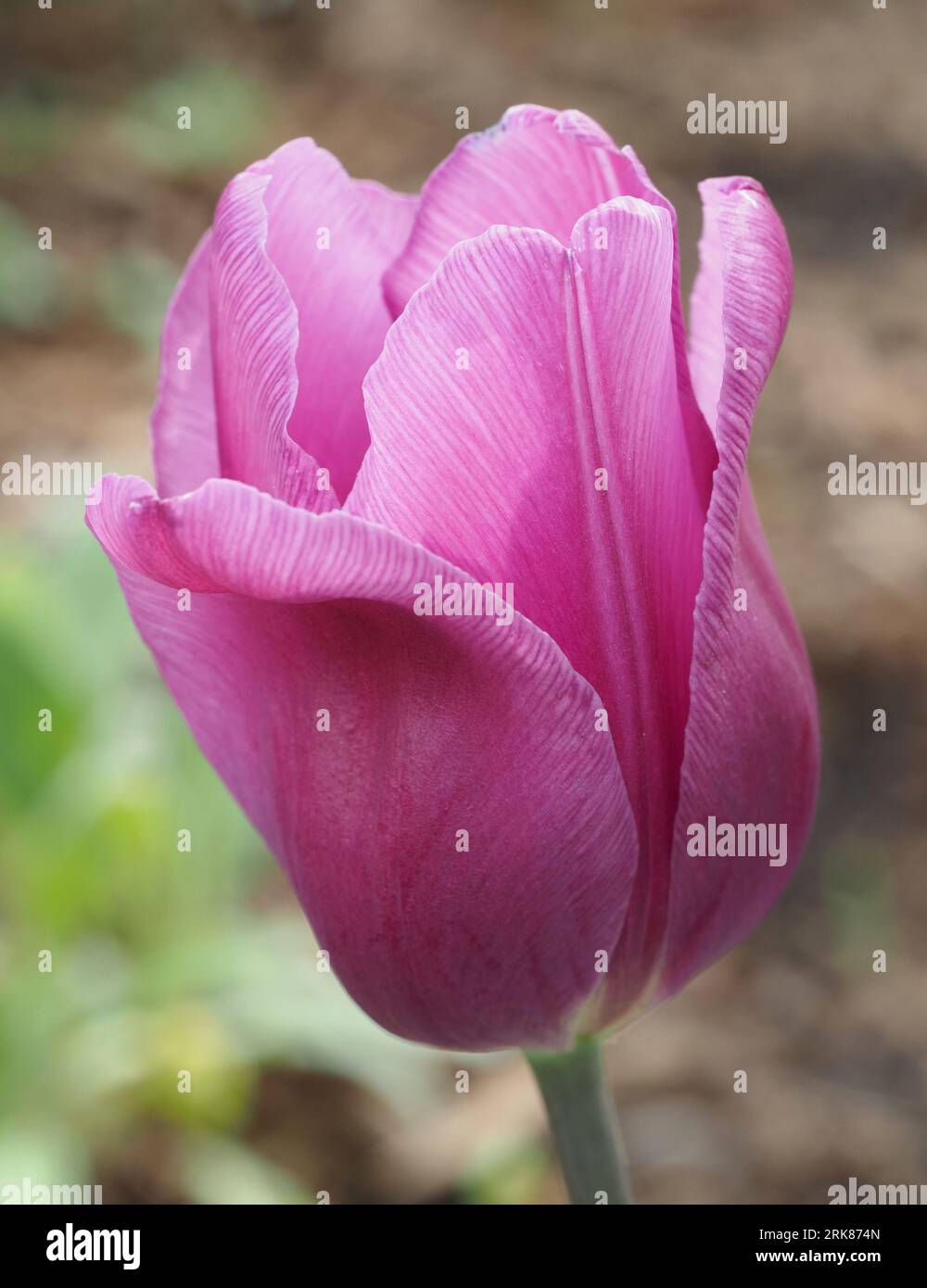 Purple tulip sunlit in the morning. Scientific name: Tulipa. Higher classification: Lilioideae. Family: Liliaceae. Order: Liliales. Stock Photo