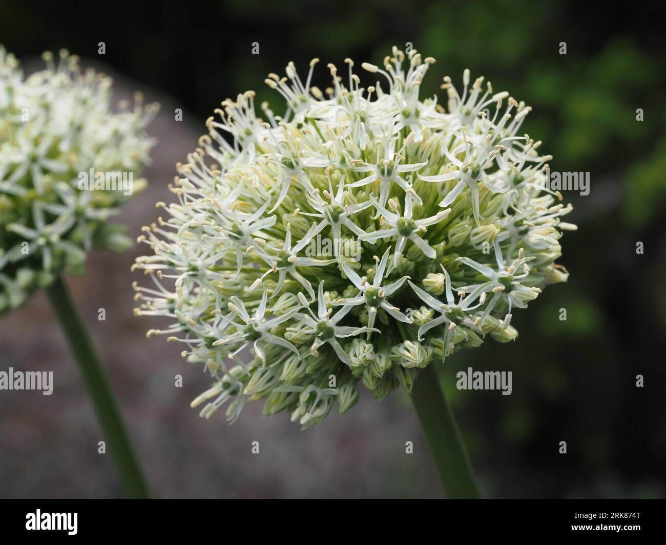 'White Giant' (Ornamental Onion). Scientific name: Allium stipitatum. Higher classification: Allium. Family: Amaryllidaceae. Order: Asparagales. Stock Photo