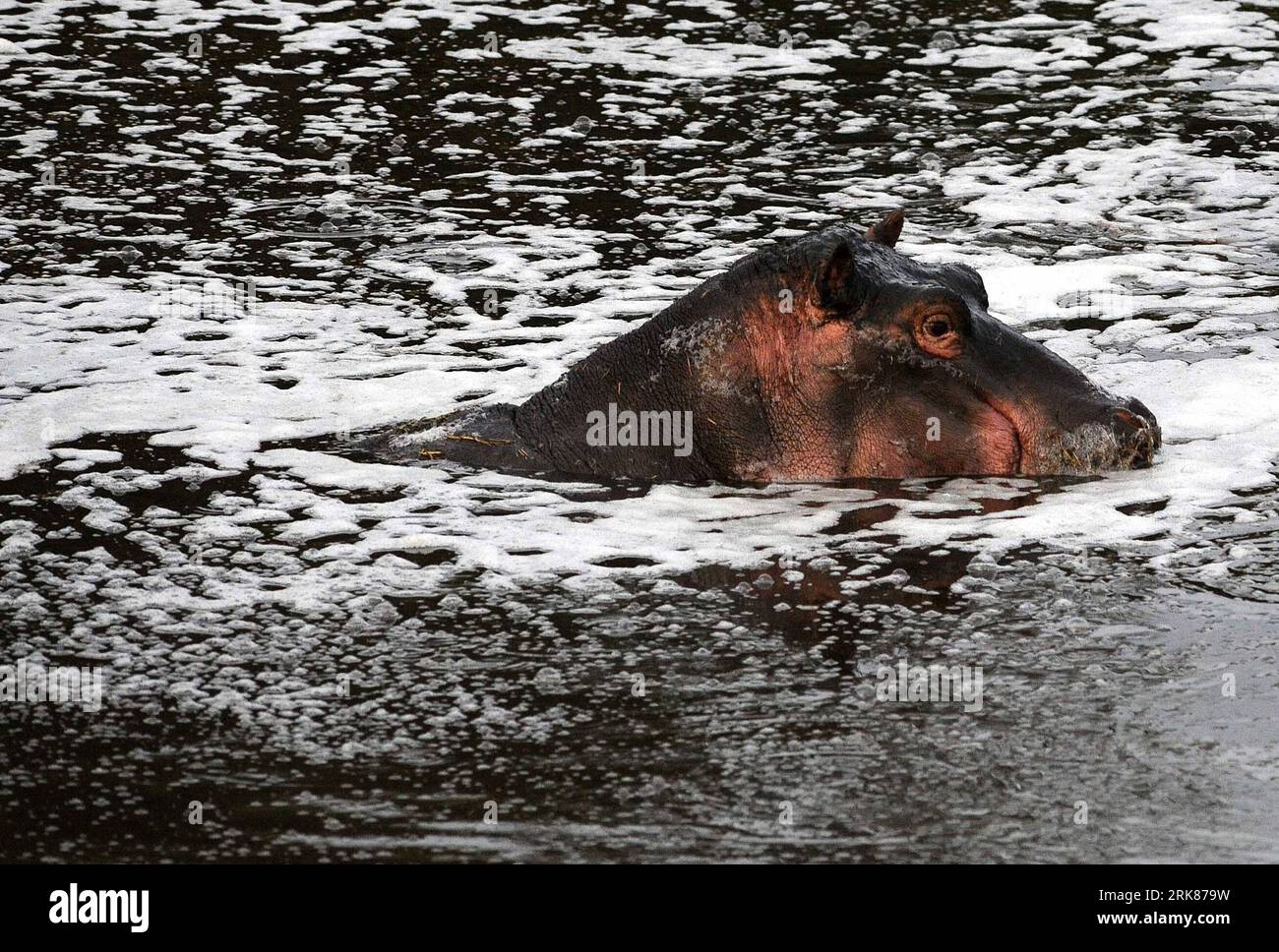 Bildnummer: 53978903  Datum: 11.04.2010  Copyright: imago/Xinhua (100426) -- NAIROBI, April 26, 2010 (Xinhua) -- A hippo swims in the Kenya section of the Mara River April 11, 2010. The East African Community (EAC) described the Mara River Basin as a regional and global resource that should be conserved at all costs, according to its newly released reports developed following the reduction in vegetation cover and species diversity, and the over-exploitation and competition from invasive species, mainly as a consequence of human population growth. (Xinhua/Xu Suhui)(lx) (1)KENYA-MARA RIVER BASIN Stock Photo