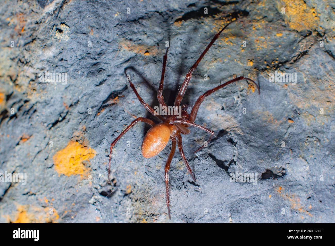 A closeup of a Cave orbweaver Spider Stock Photo