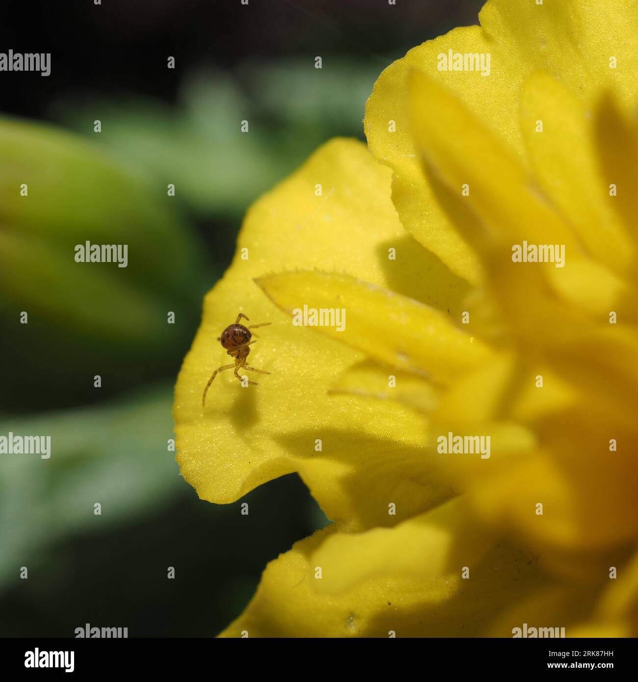 Small spider on a 'Janie Primrose' Marigold flower Stock Photo