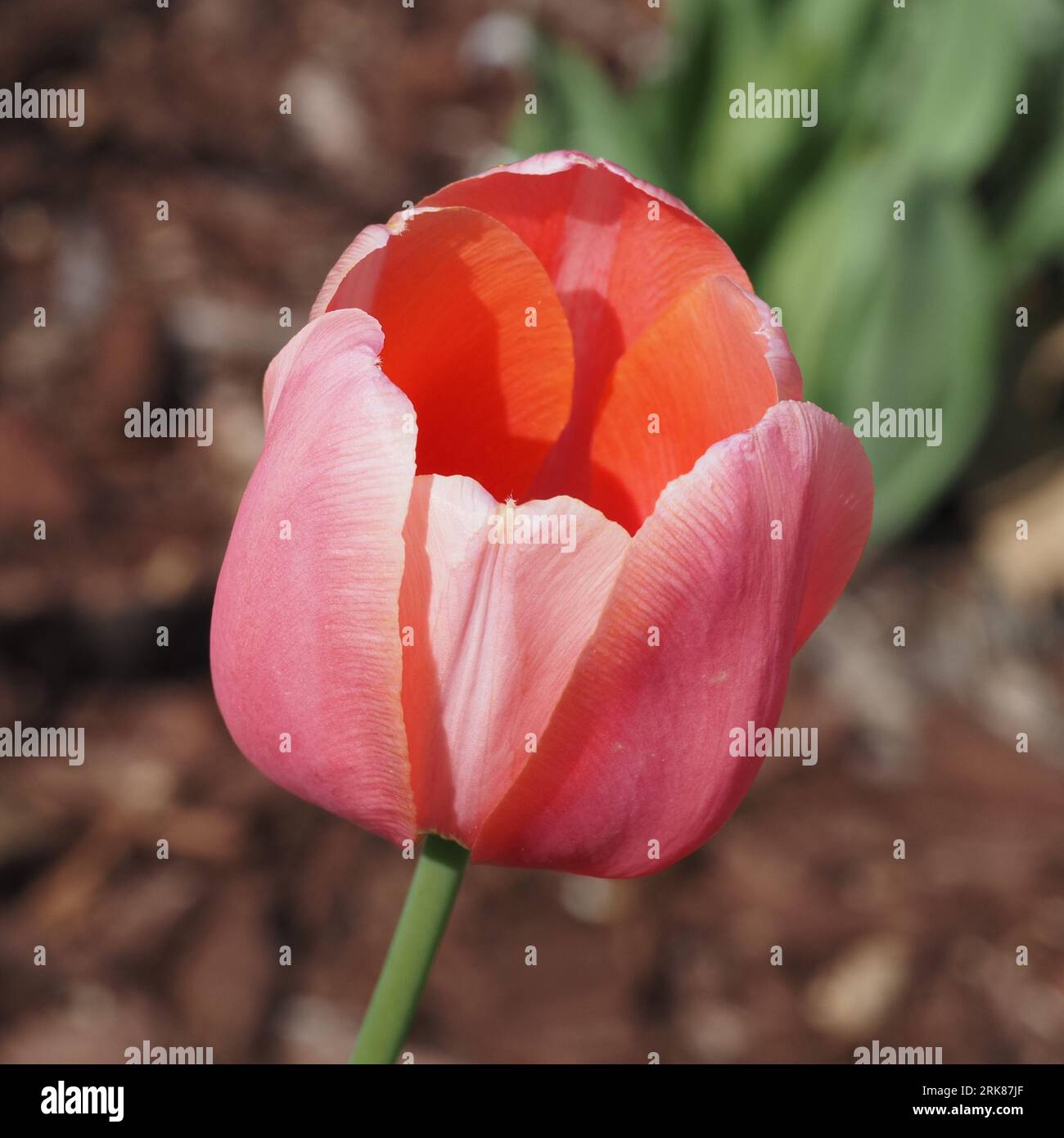 Pink tulip sunlit in spring. Scientific name: Tulipa. Higher classification: Lilioideae. Family: Liliaceae. Order: Liliales. Kingdom: Plantae. Stock Photo