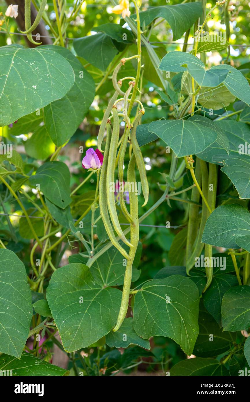 close up of runner beans growing on the vine Stock Photo - Alamy