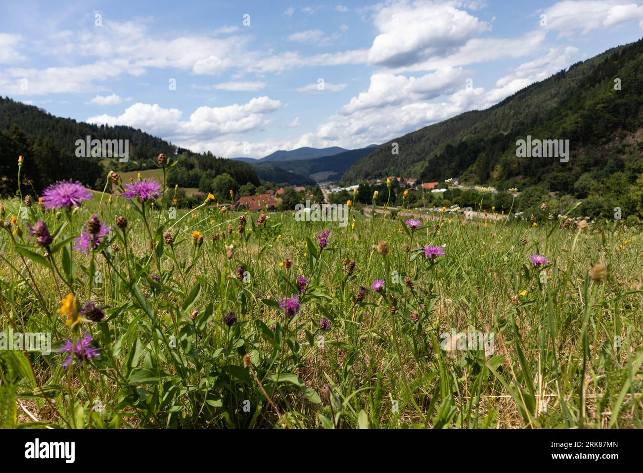 Wildflowers in the black forest hi-res stock photography and images - Alamy