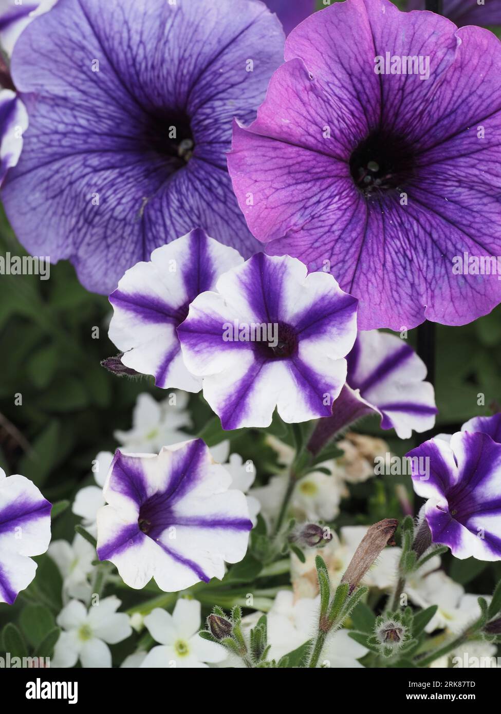Supertunias and purple Petunias arranged in a hanging basket Stock Photo