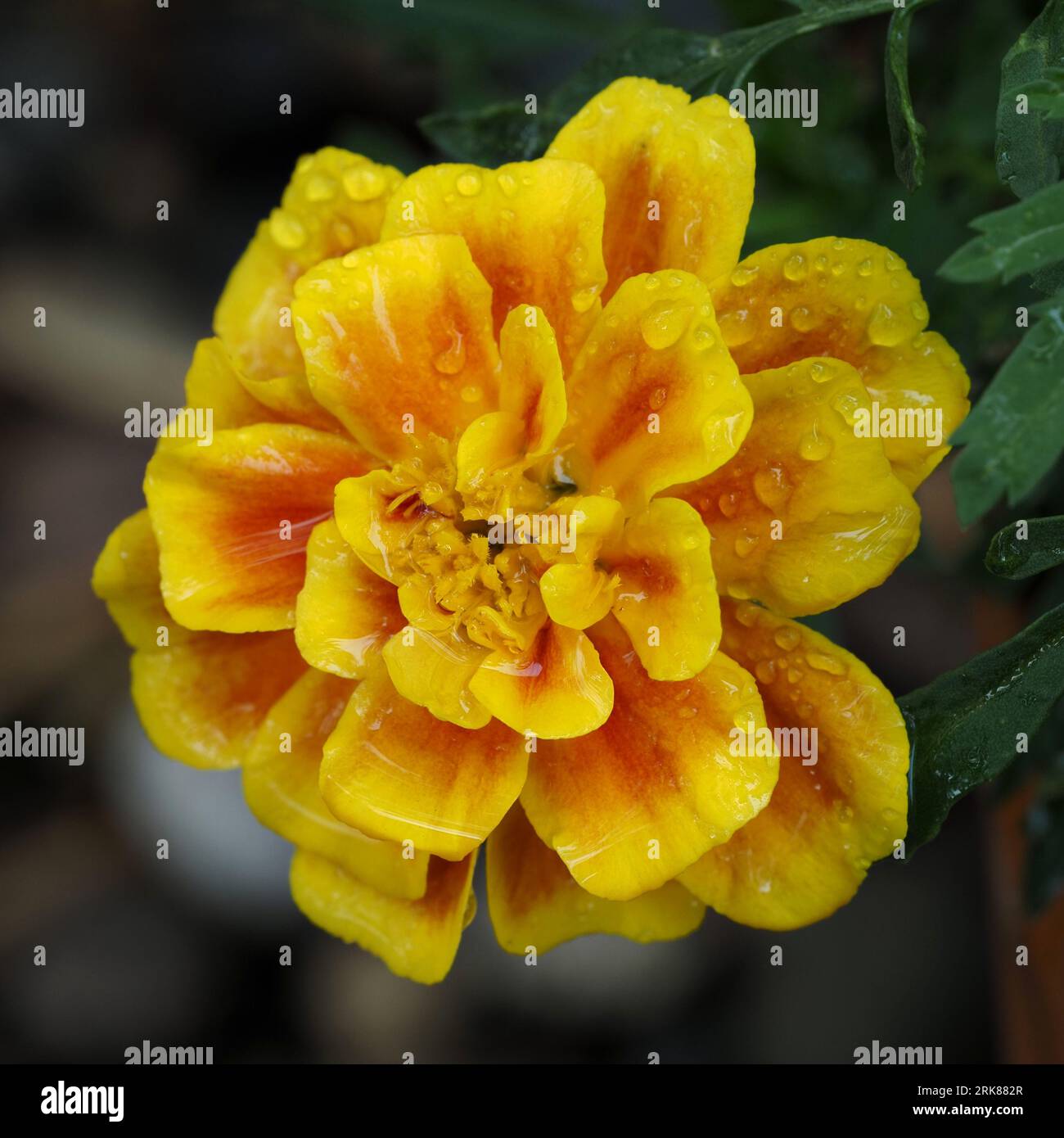French Marigold. Scientific name: Tagetes patula. Family: Asteraceae. Order: Asterales. Kingdom: Plantae. Stock Photo