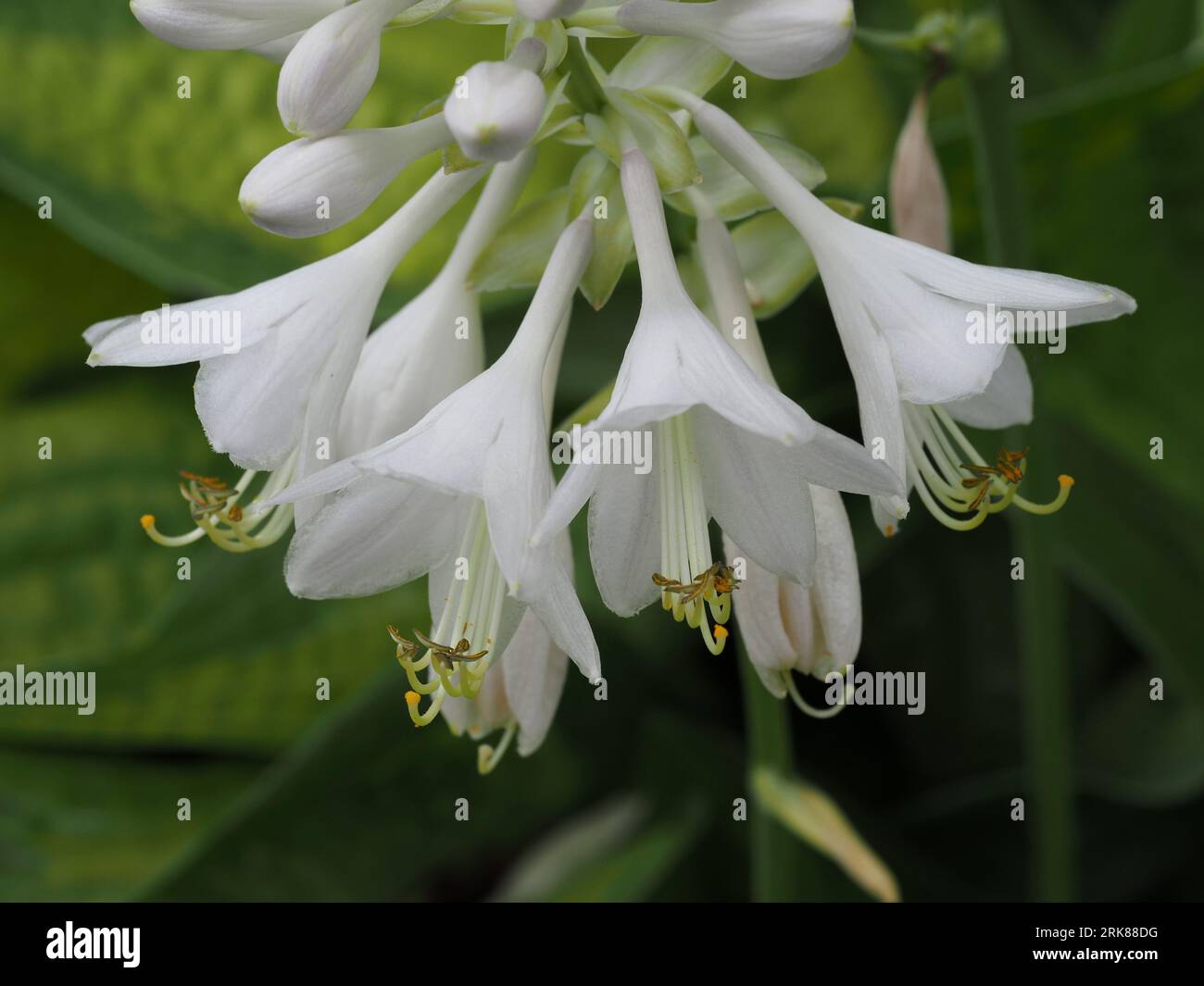 Hosta 'Paradigm' flowers in bloom (June). Scientific name: Hosta. Family: Asparagaceae. Subfamily: Agavoideae. Order: Asparagales. Kingdom: Plantae. Stock Photo