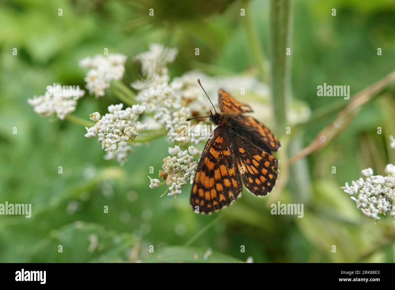 Natural closeup on the Heath Fritillary butterfly, Melitaea athalia, sitting on a grean leaf with spread wings Stock Photo