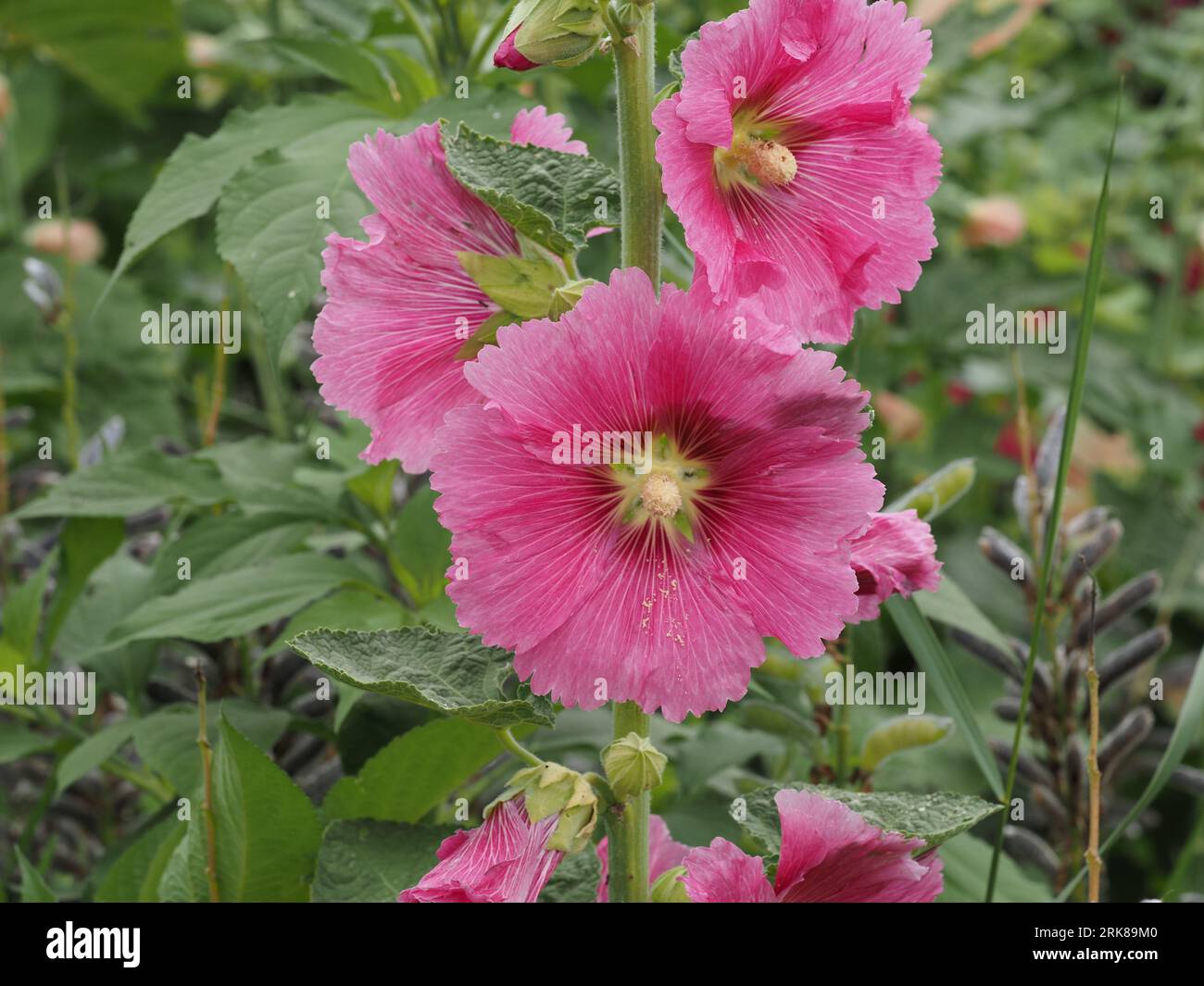 Hollyhock. Scientific name: Alcea rosea. Family: Malvaceae. Order: Malvales. Kingdom: Plantae. Stock Photo
