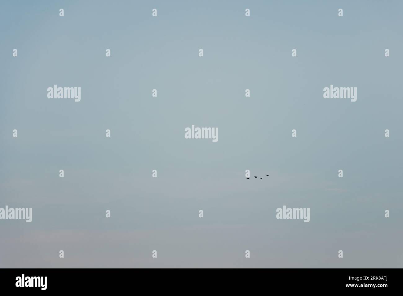Birds flying sky high birds hi-res stock photography and images - Alamy