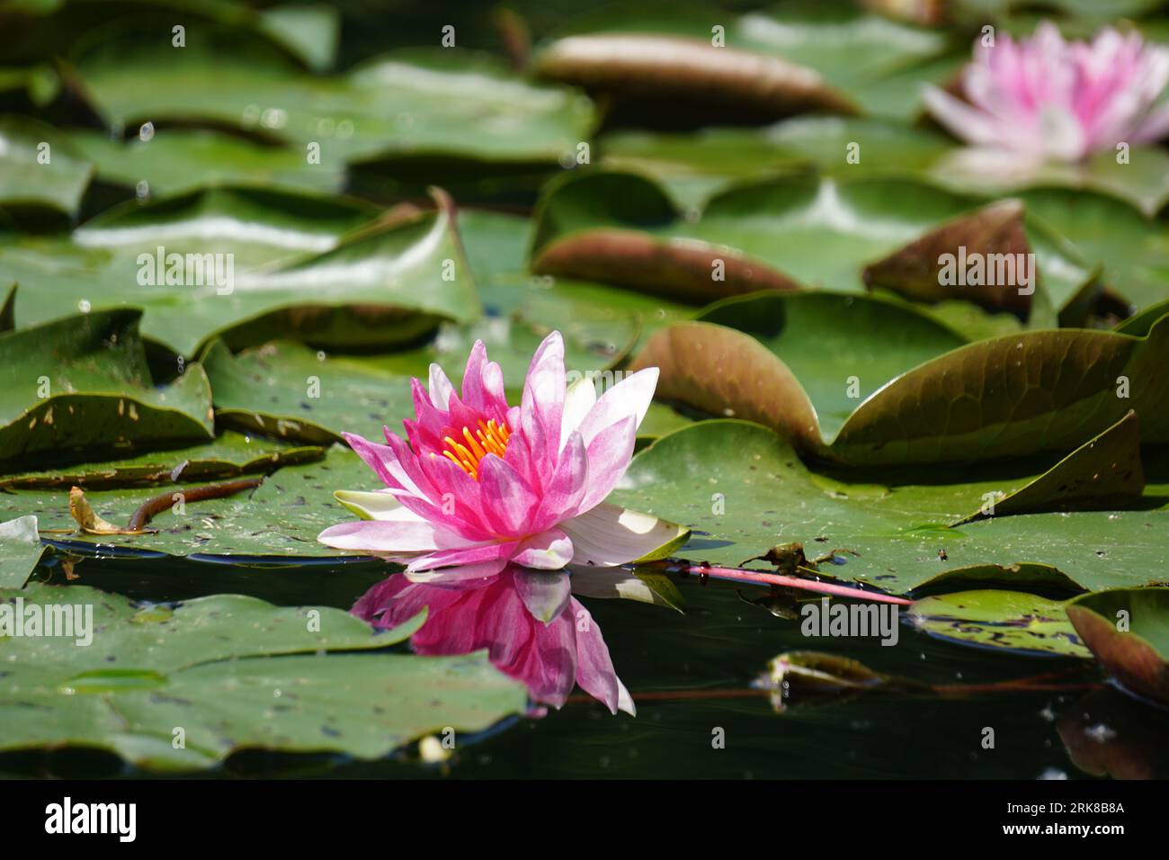 A beautiful pink water lily flower floating atop a tranquil body of water. Stock Photo