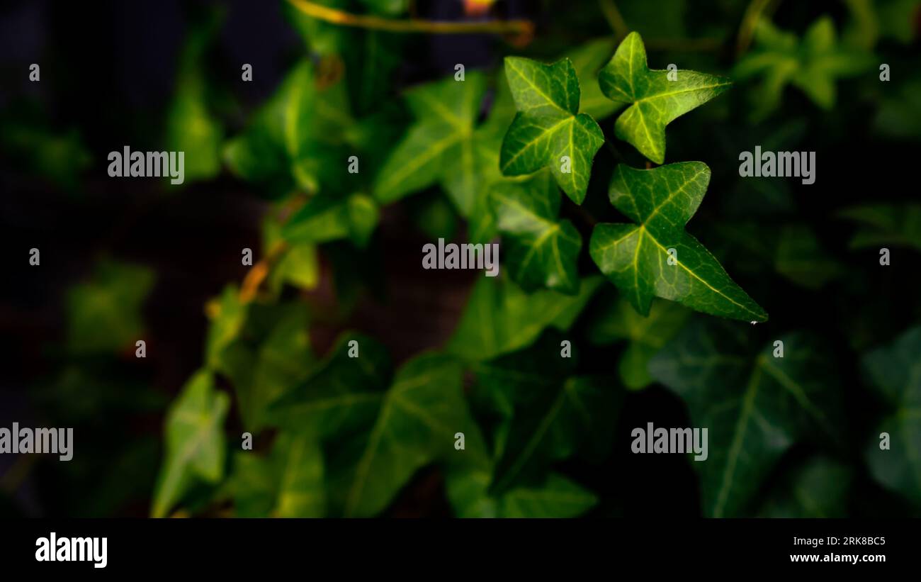 A Common ivy plant with vibrant green foliage, growing steadily in a