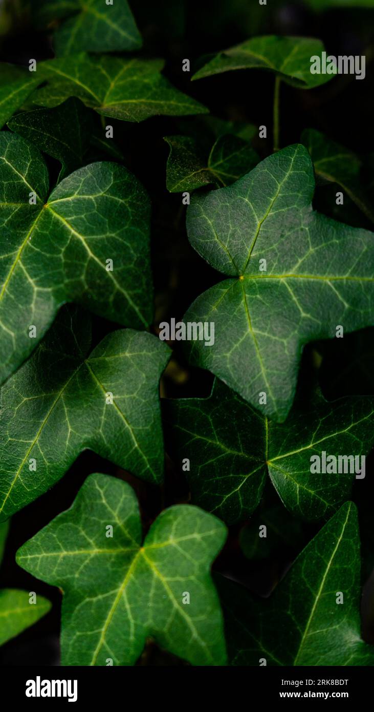 A Common ivy plant with vibrant green foliage, growing steadily in a