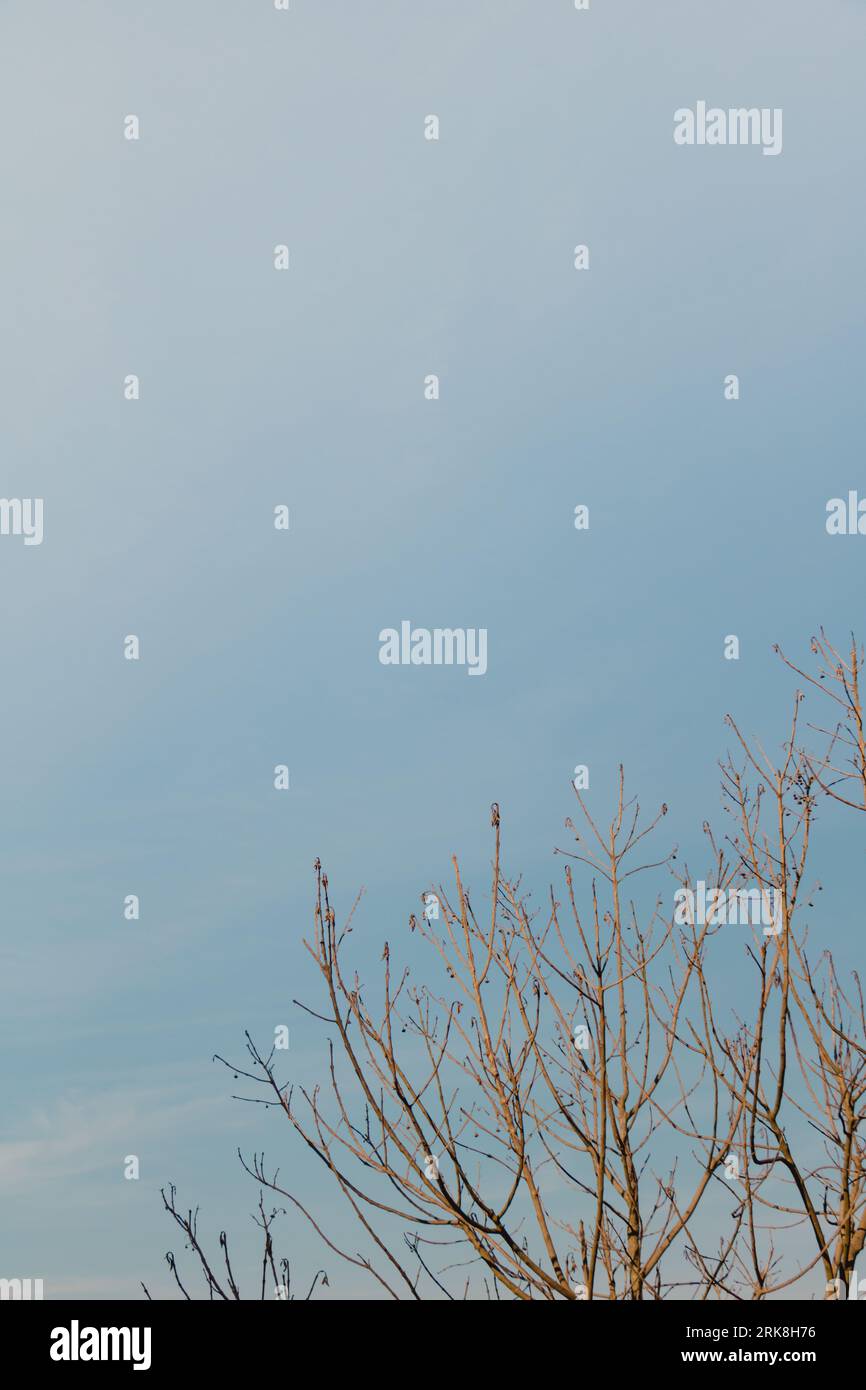 tree branches in a blue sky Stock Photo - Alamy