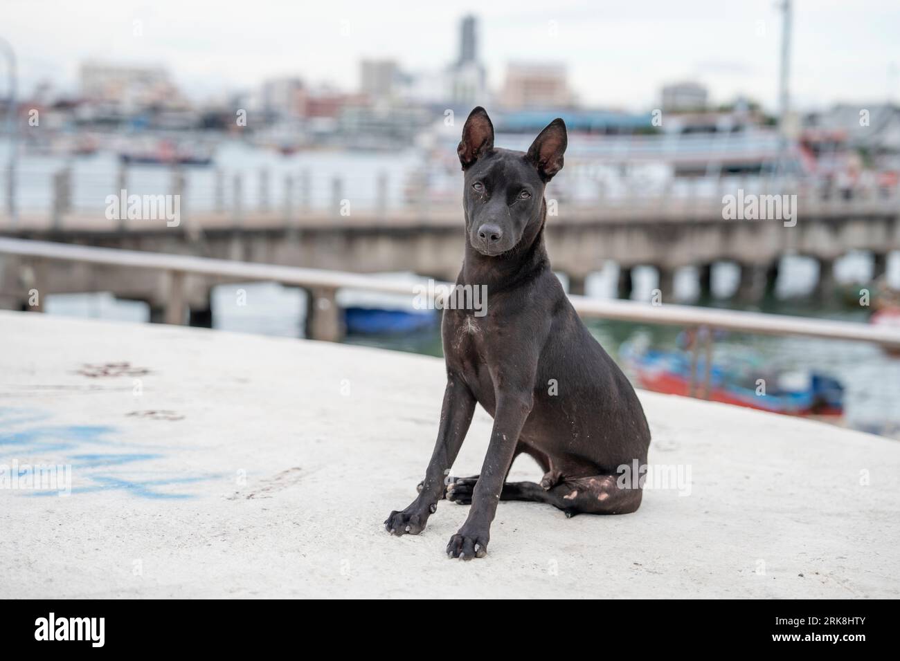 A Thai Street Dog In Pattaya Thailand Asia Stock Photo - Alamy