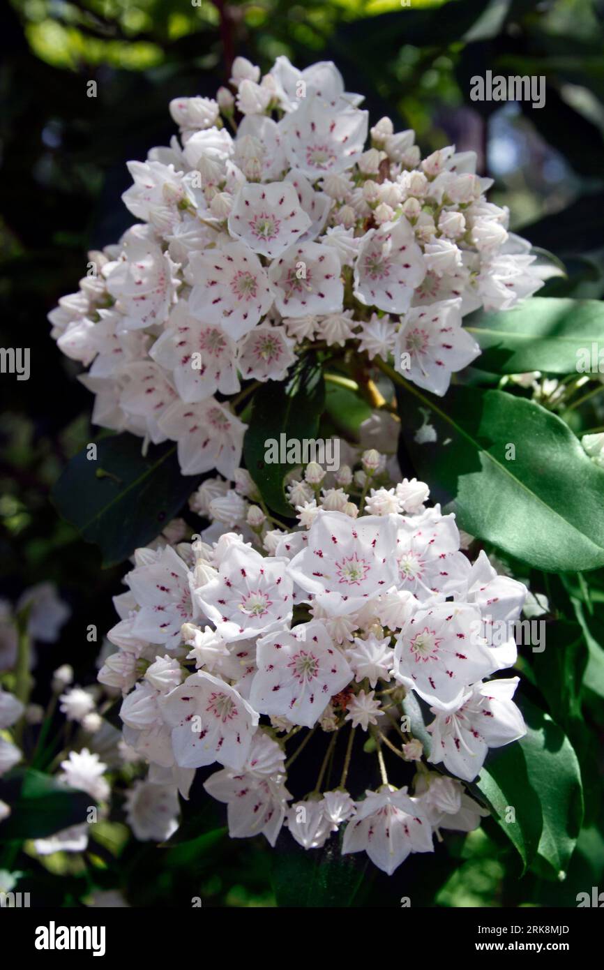Close-up of the beautiful flower clusters of the American Mountainl Laurel plant Stock Photo