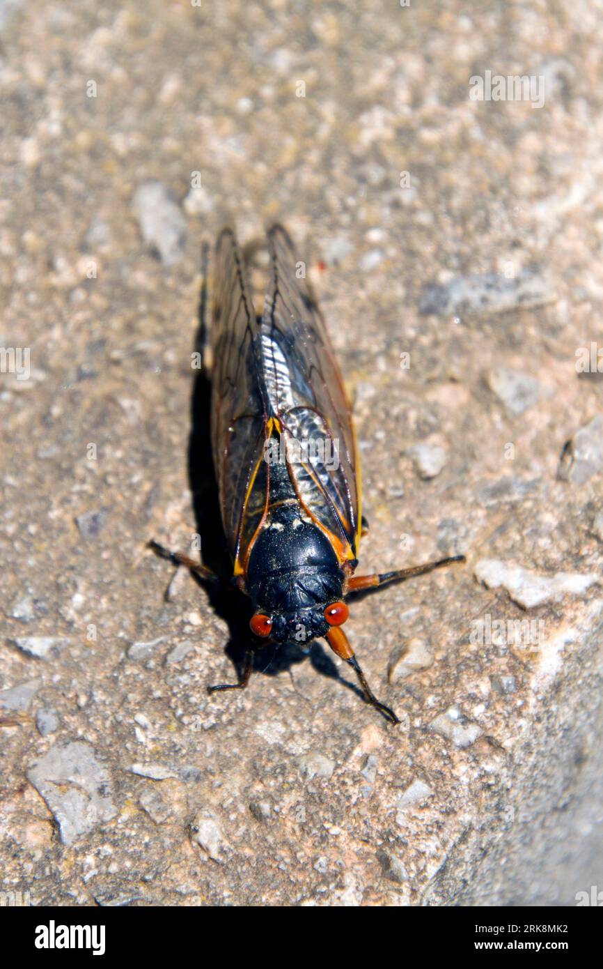 Close-up shot looking down upon a colorful, staring, red-eyed 13 year cicada bug. Stock Photo