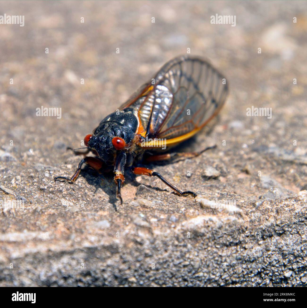 Close-up shot of a colorful, staring, red-eyed 13 year cicada. Stock Photo