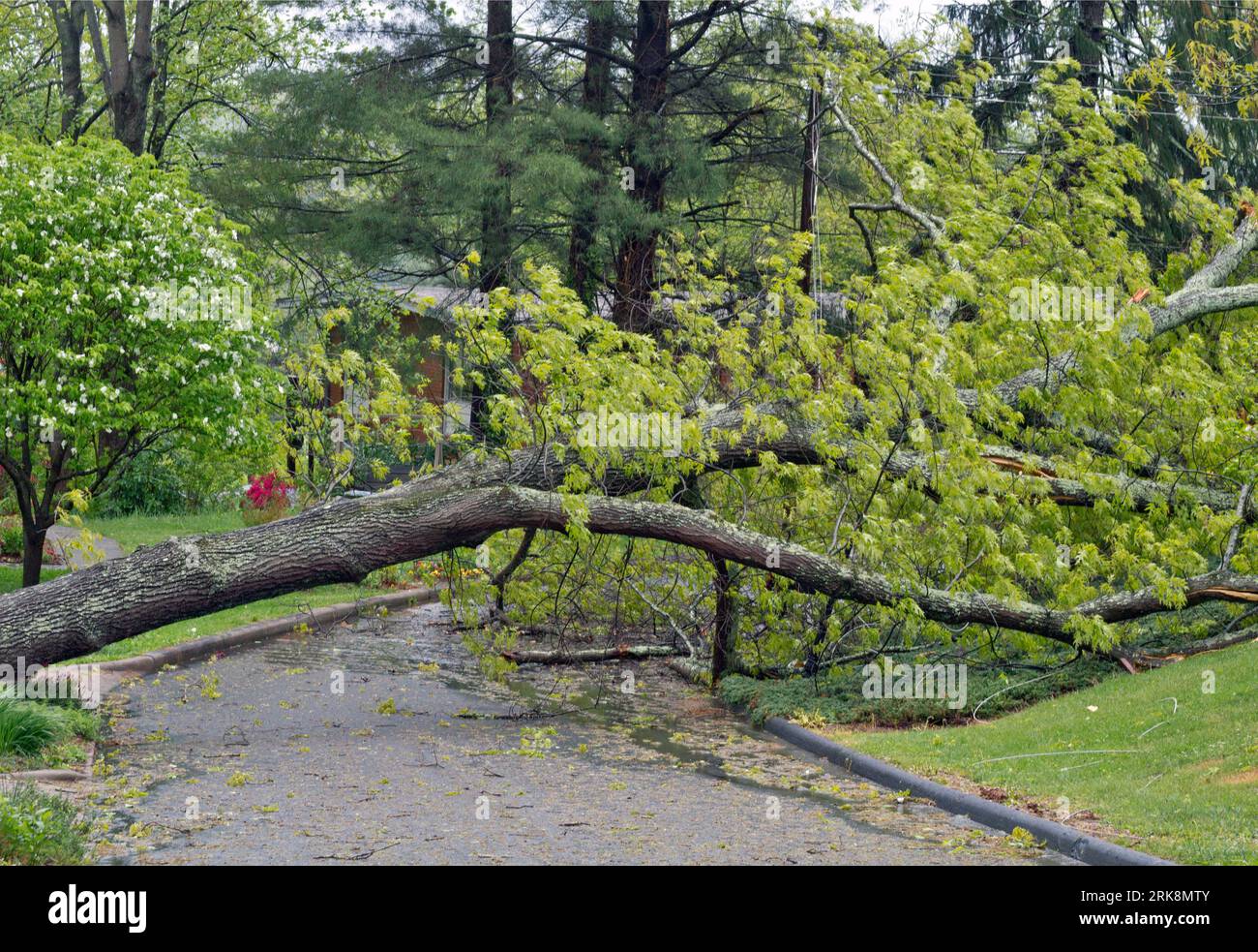 A large tree topples over across a narrw neighborhood road in the rain pulling down utility lines with it Stock Photo