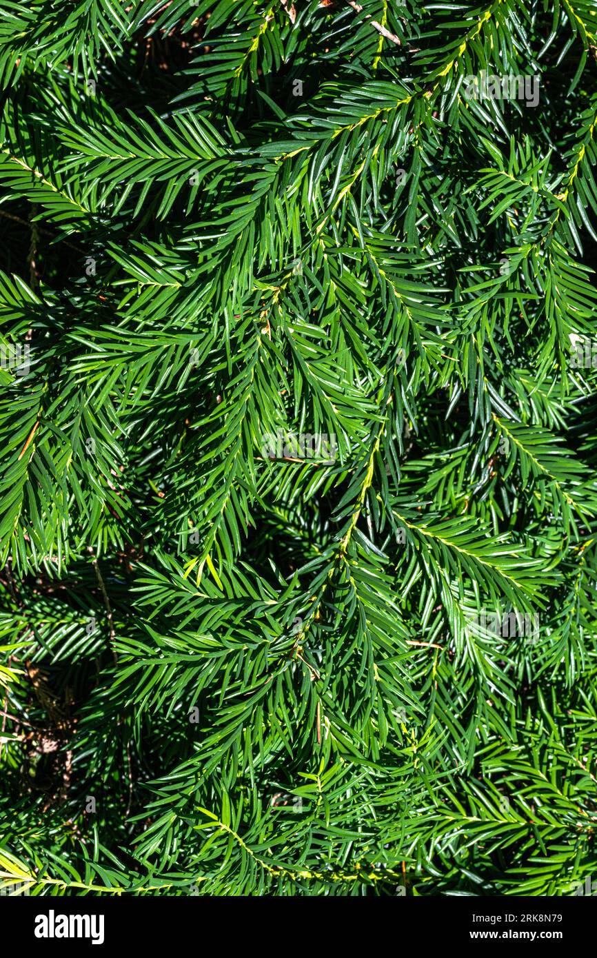 Spreading Yew (Taxus bacata) ‘Repandens’ Stock Photo Alamy