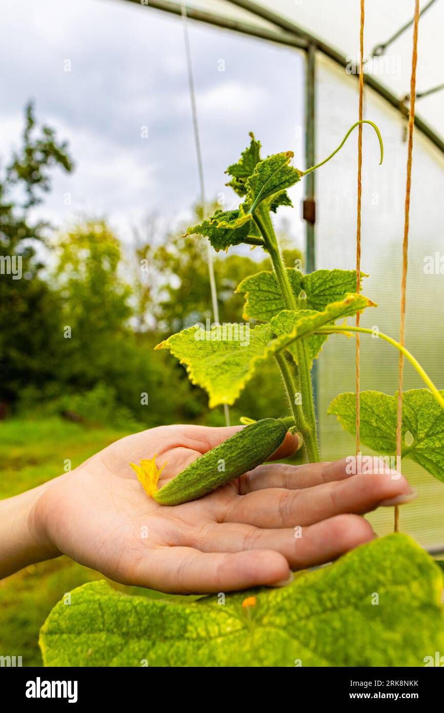 the farmer holds in his hand a small cucumber growing in a greenhouse