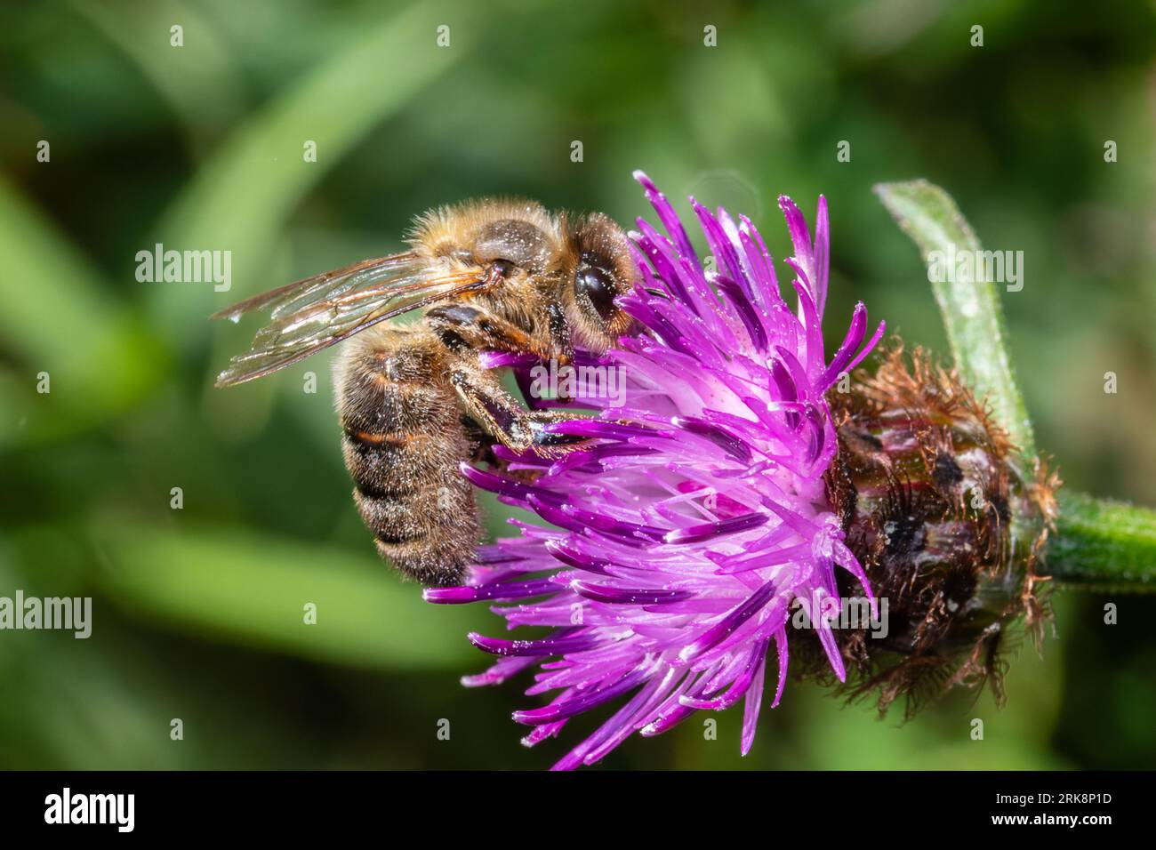 A western honey bee or European honey bee, Apis mellifera, feeding on a wild flower. Stock Photo