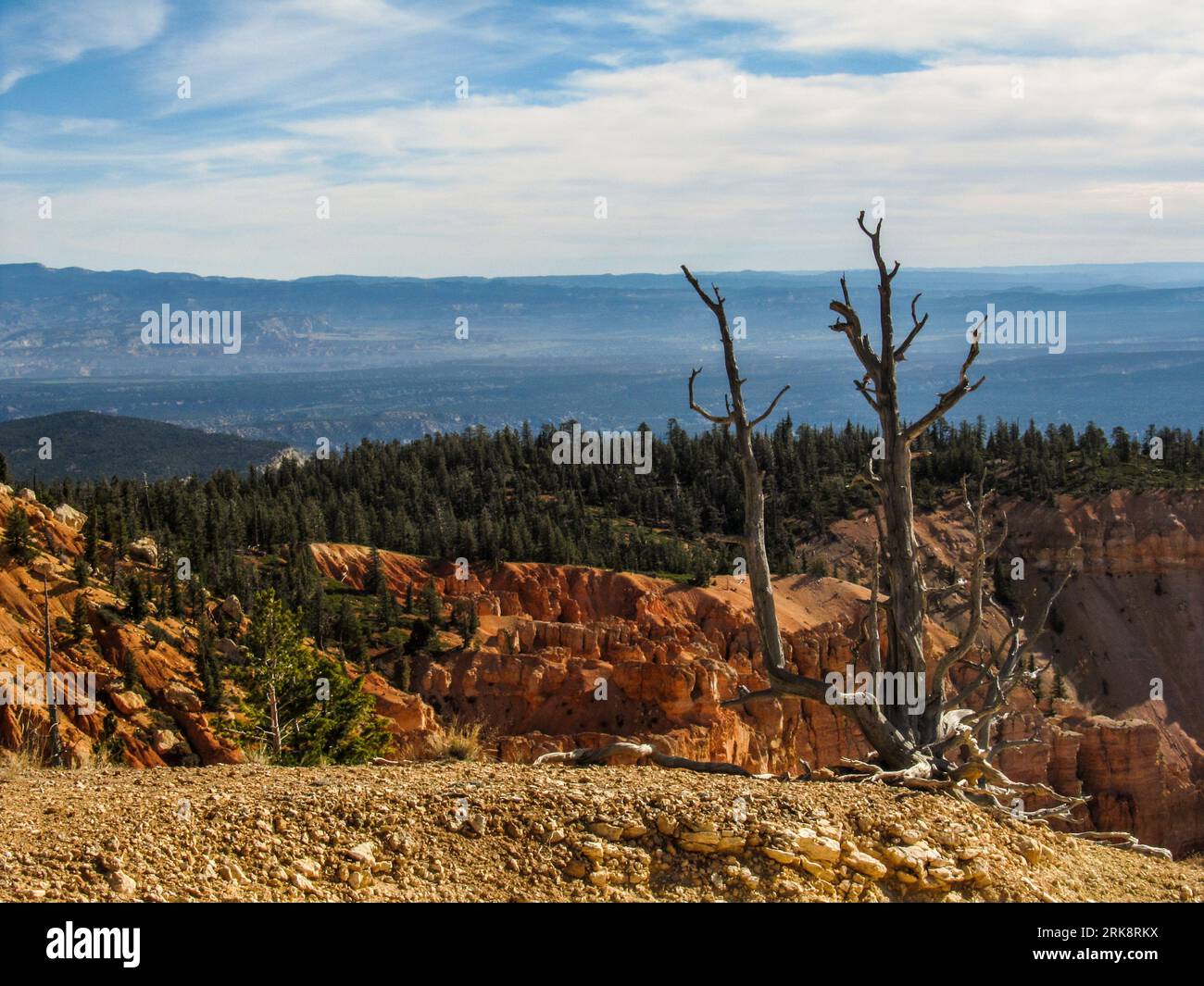 View over the hoodoos and forested slopes of Bryce Canyon, with a dead tree in the Foreground Stock Photo