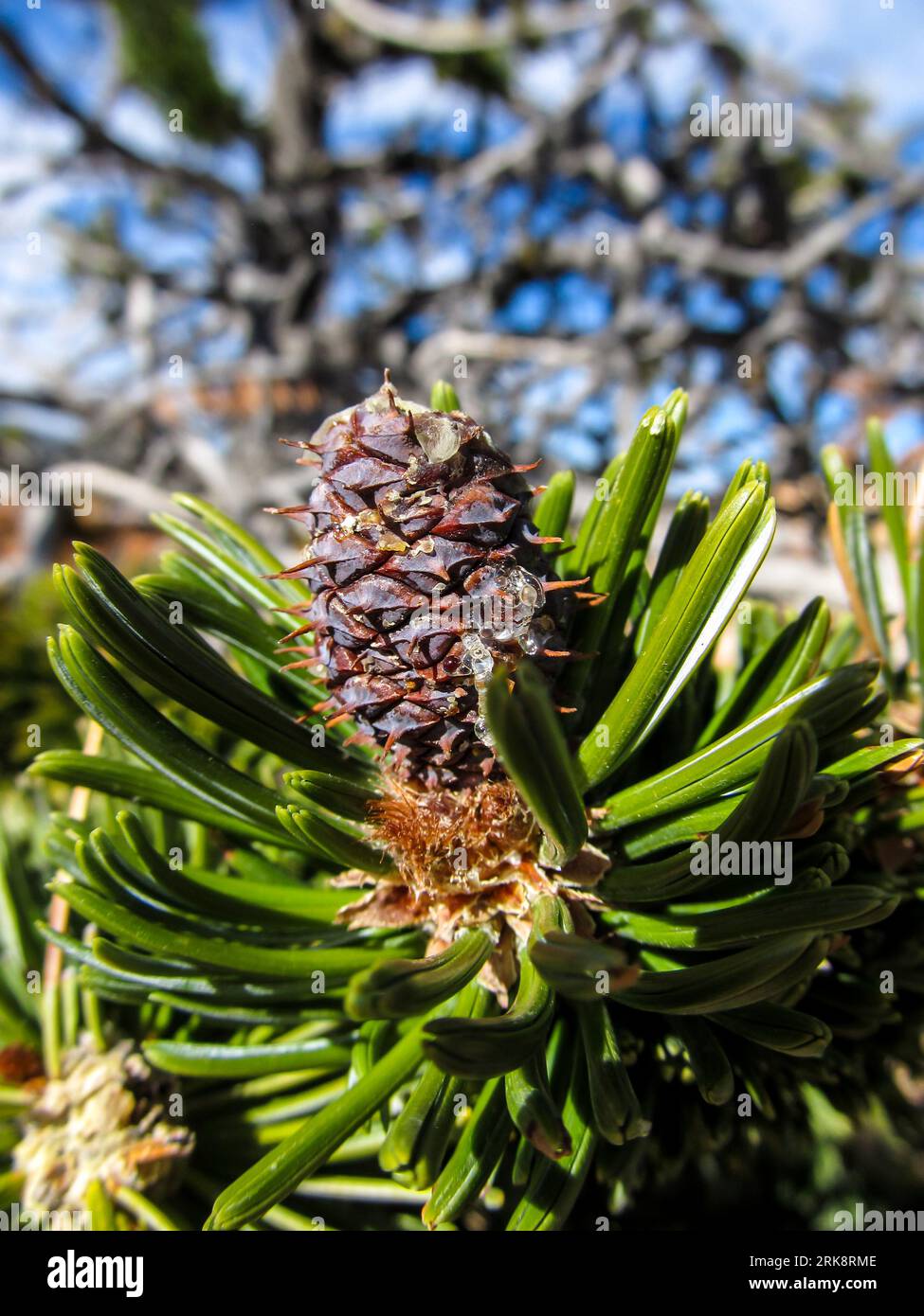 Close-up of a small purplish colored pinecone of a Bristlecone Pine, Pinus Longaeva, Stock Photo