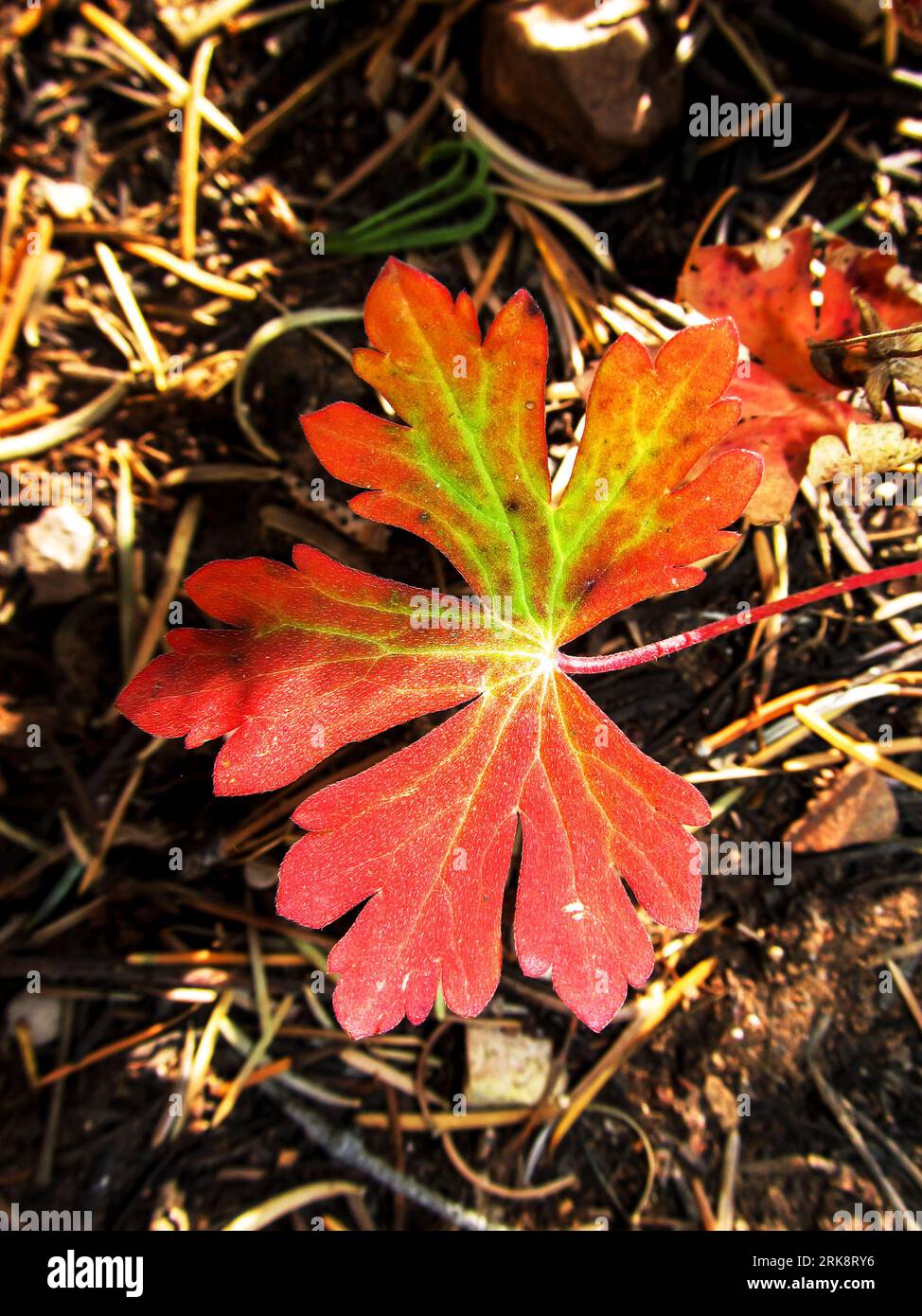 A single red autumn colored leaf with green Veins in the undergrowth of the pine woodlands in Bryce Canyon National Park, Utah Stock Photo