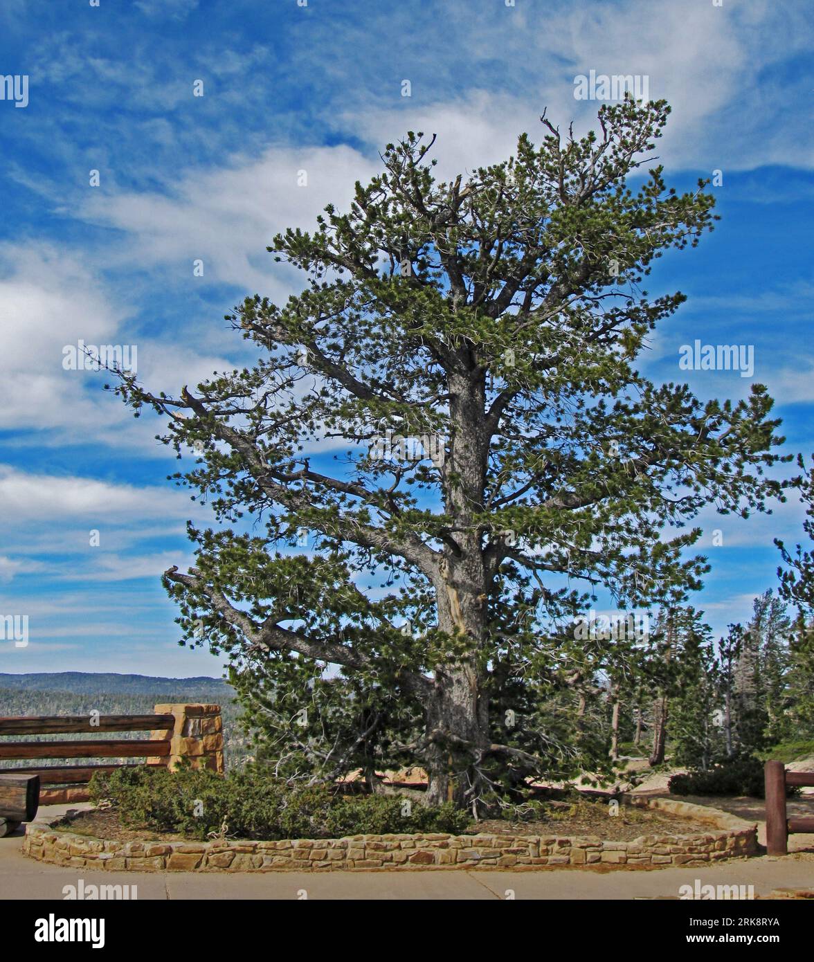 A single large, old, Limber Pine, Pinus Flexilis, standing on its own at one of the viewpoints of Bryce Canyon National Park Stock Photo