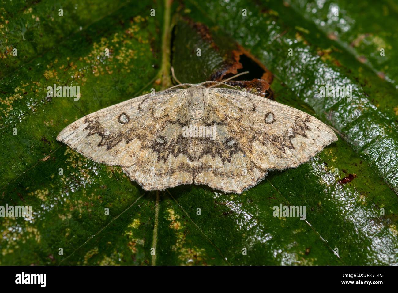 A Mocha moth, Cyclophora annularia, resting on a wet leaf in the early morning. Stock Photo