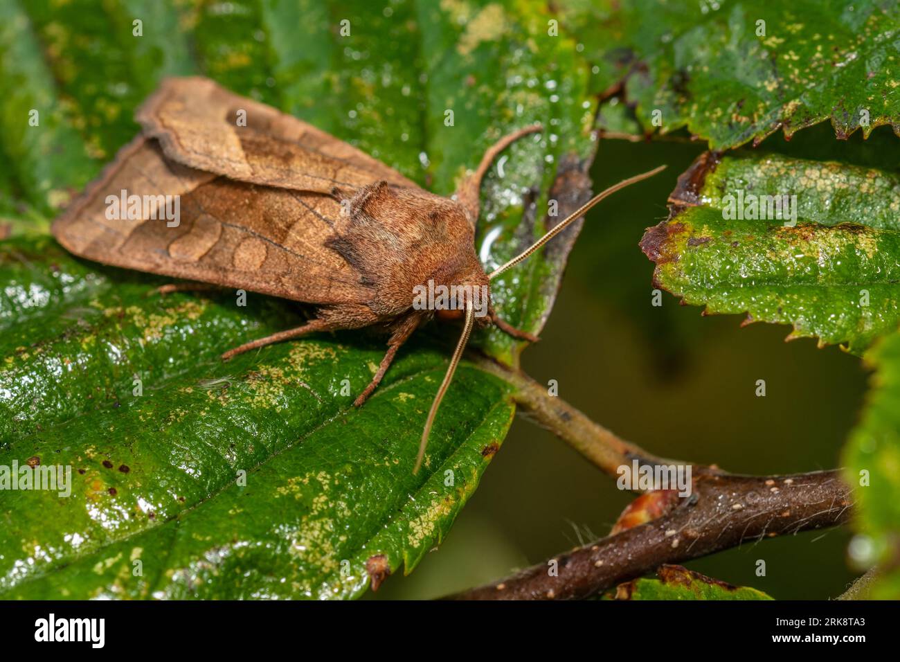 Hydraecia micacea, a rosy rustic moth, resting on a wet leaf in the early morning. Stock Photo