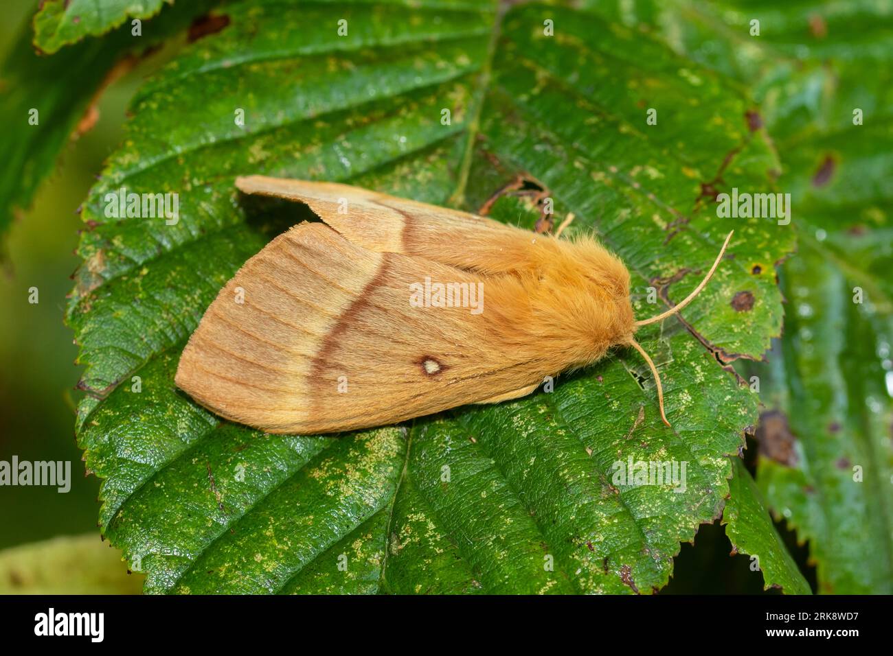 Lasiocampa quercus, the oak eggar moth, resting on a wet leaf in the early morning. Stock Photo