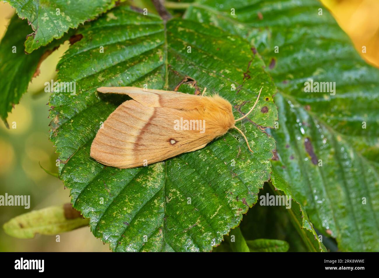 Lasiocampa quercus, the oak eggar moth, resting on a wet leaf in the early morning. Stock Photo
