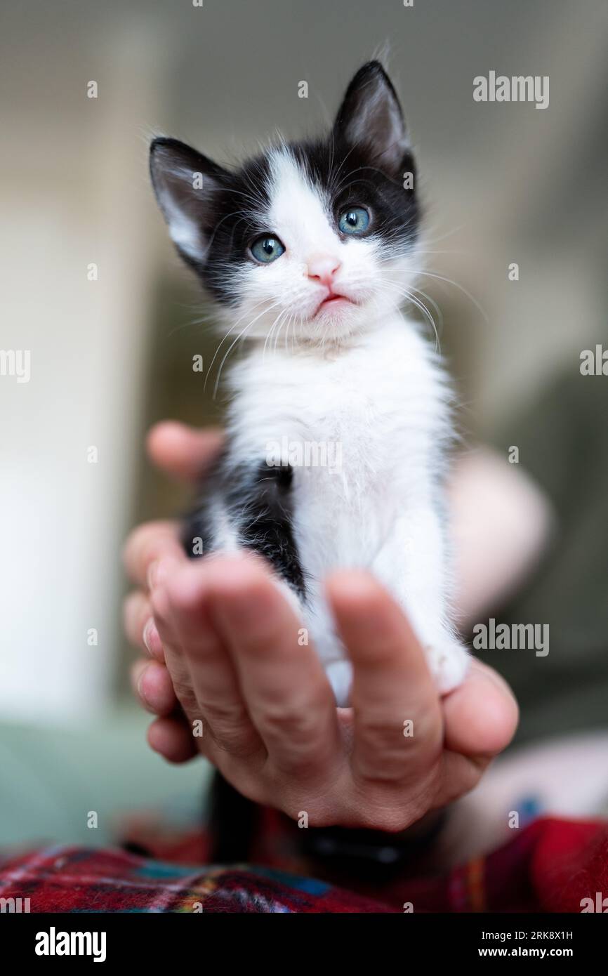 Cute little black and white kitten portrait sitting on owner hand. Young  cute little kitty at home. Cute funny home pets. Domestic animal and young  Stock Photo - Alamy, image size:866x1390