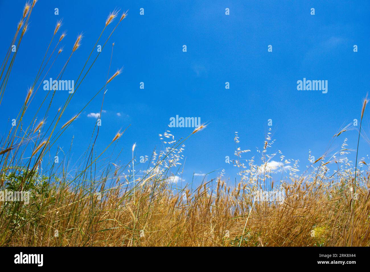 Ear of wheat and blue sky to copy space Stock Photo - Alamy